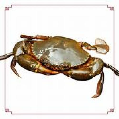 Cua đồng- an biên